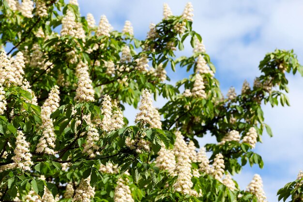 Castagno in fiore in primavera