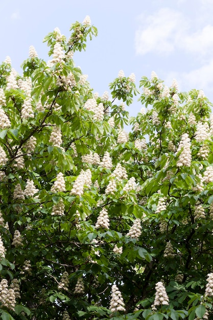 Castagno in fiore in primavera