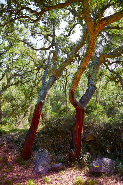 Castellon alcornocal negli alberi di sughero di Sierra Espadan