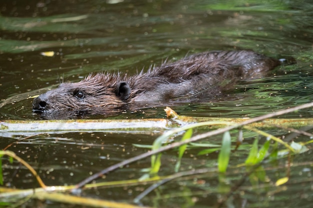 Castor canadensis che nuota sulla superficie di uno stagno