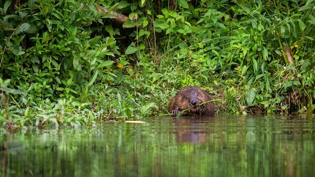 Castoro che tiene un ramo fresco nelle zampe e lo rosicchia con i denti sulla riva del fiume