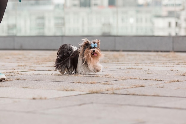 Castoro Yorkshire Terrier cane in una passeggiata. Simpatico cane peloso in città. Cane urbano