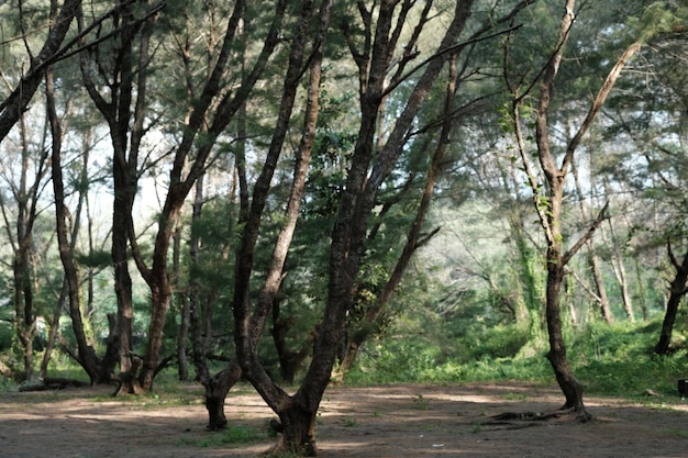 Casuarina equisetifolia, nomi comuni Quercia costiera o Quercia equiseto. Pino australiano. spiaggia.