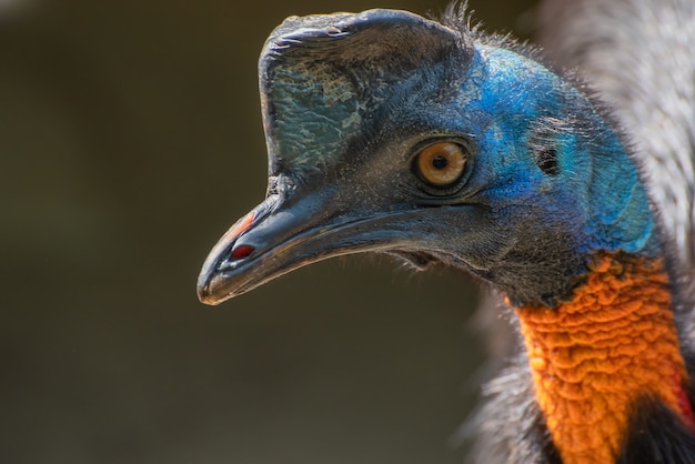 Casuario settentrionale uccello in natura