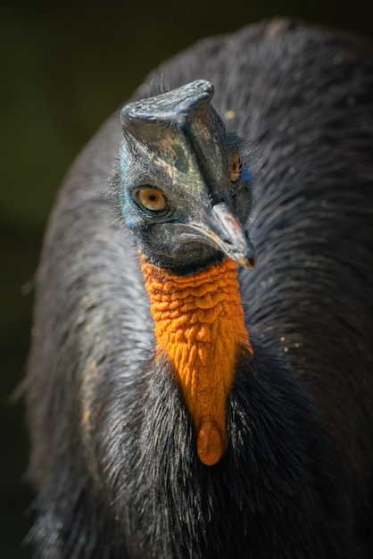 Casuario settentrionale uccello in natura