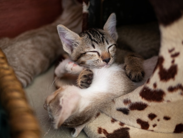 Cat dormire comodo nel letto