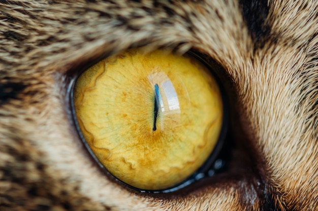 Cat Eye Close Up gialla
