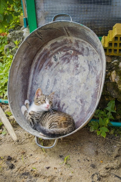 Cat in metallo bacino