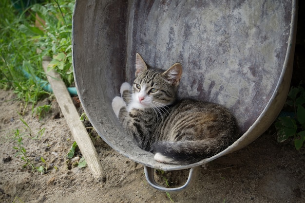 Cat in metallo bacino