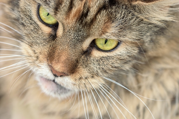 Cat Maine Coon