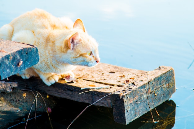 Cat playing the Waterfront