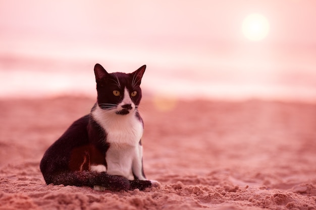 Cat ubicazione sulla spiaggia al tramonto