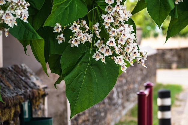 Catalpa albero con fiori e foglie catalpa bignonioides catalpa speciosa o albero di sigaro