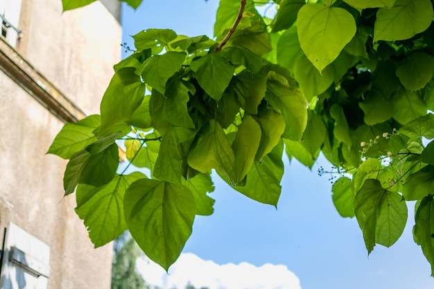 Catalpa albero con foglie catalpa bignonioides catalpa speciosa o albero di sigaro