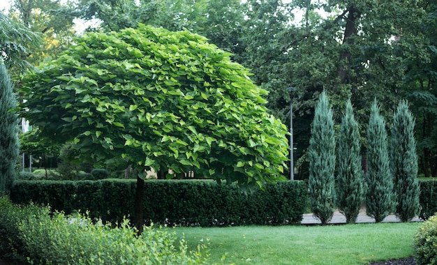 Catalpa con una bella corona sull'erba verde