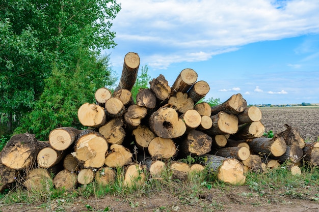 Catasta di legna da ardere. Ceppi di pino appena tagliati impilati uno sopra l'altro in una pila. Raccolto di legname. La legna da ardere è una fonte di energia rinnovabile.