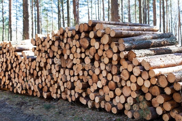 Cataste di legna tagliata lungo il sentiero nel bosco