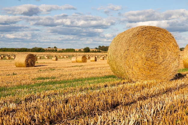 Cataste di paglia rotonde e cilindriche lasciate sul campo dell'azienda dopo la raccolta dei cereali