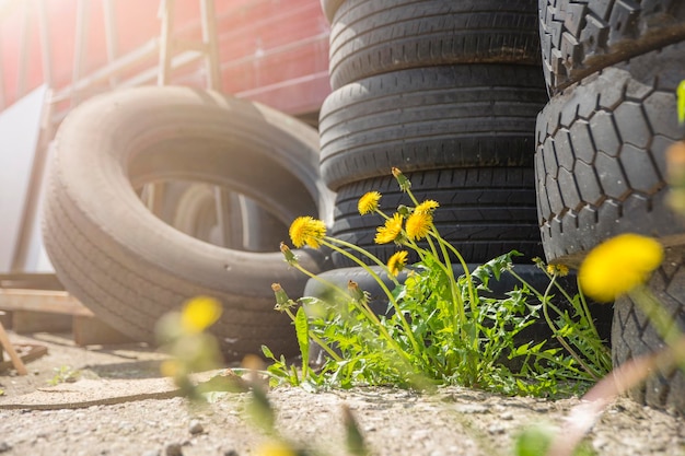 Catastrofe ecologica inquinamento ambientale i vecchi pneumatici vengono gettati via i fiori crescono vicino alla truffa