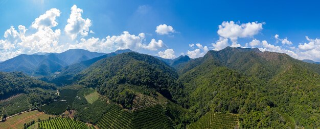 Catena montuosa di vista aerea del paesaggio e terreno coltivato agricolo del mandarino nella valle a Chiangmai Tailandia
