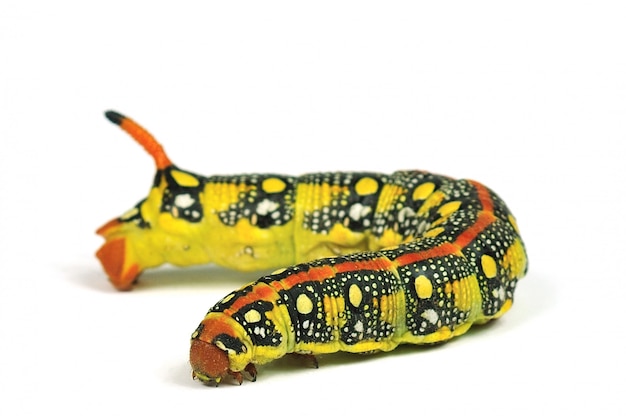 Caterpillar isolato