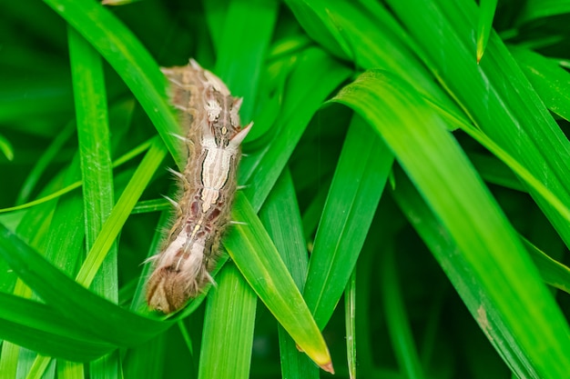 Caterpillar Morpho peleides