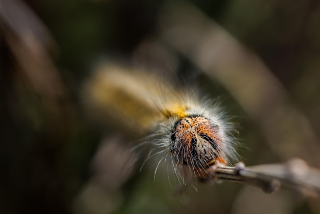 Caterpillar nel suo ambiente naturale