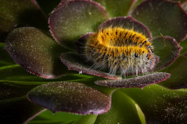 Caterpillar nel suo ambiente naturale.