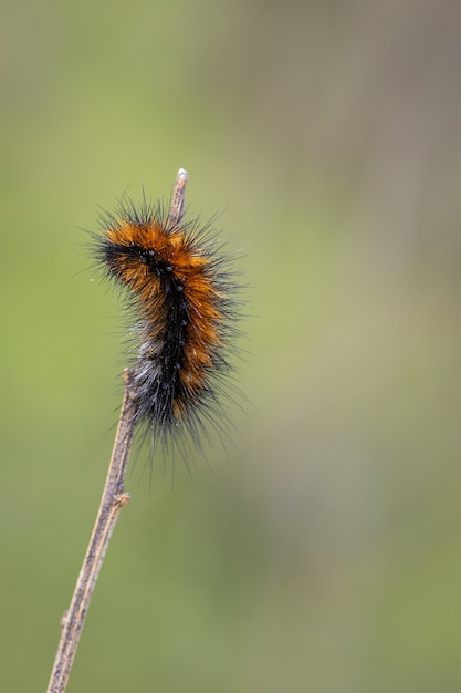 Caterpillar nel suo ambiente naturale.