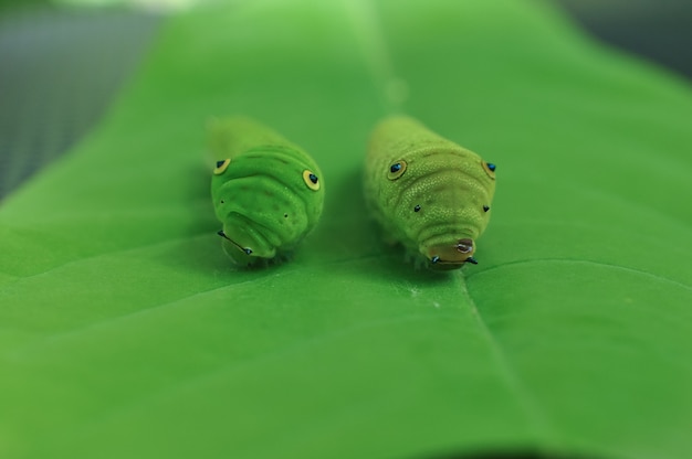 Caterpillar su foglia verde