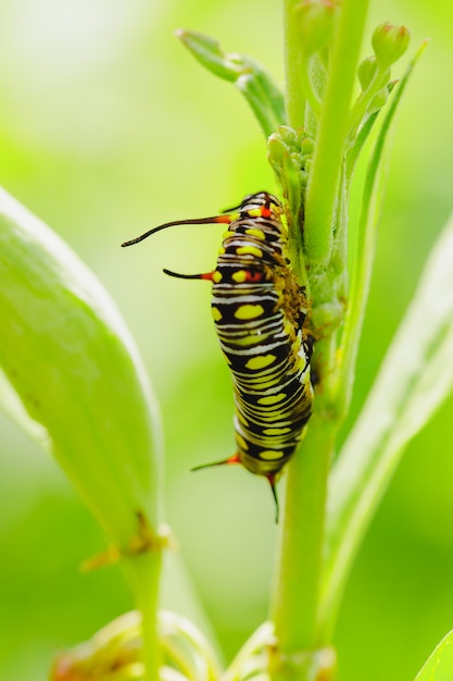 Caterpillar su un albero. Caterpillar su un fiore. Caterpillar su una foglia