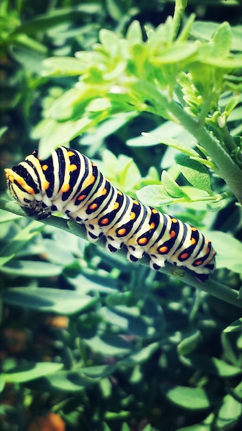 Caterpillar sul gambo