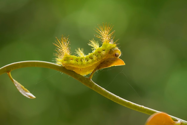 Caterpillar sul ramo