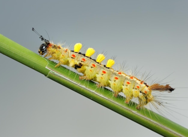 Caterpillar