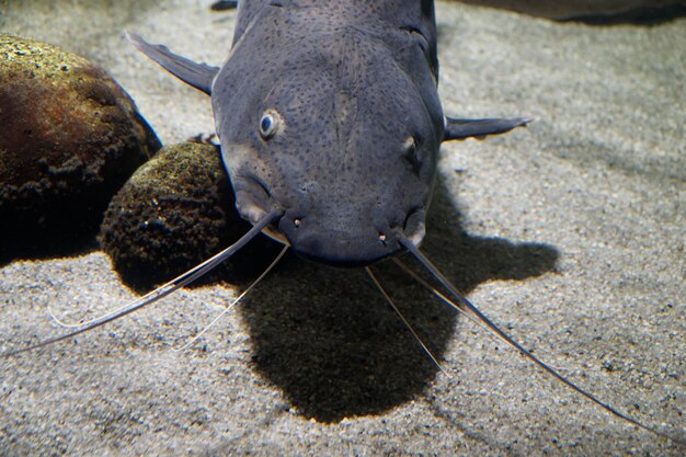 Catfish grigio che nuota in acquario