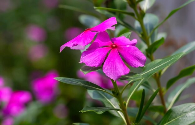 Catharanthus roseus fiore poco profondo fuoco comunemente noto come il Madagascar pervinca o Rose periwin