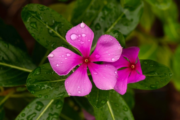 Catharanthus roseus fiore poco profondo fuoco comunemente noto come la rosa pervinca in un giorno di pioggia