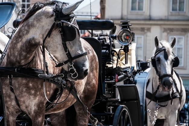 cattedrale carrozza cavalli Vienna