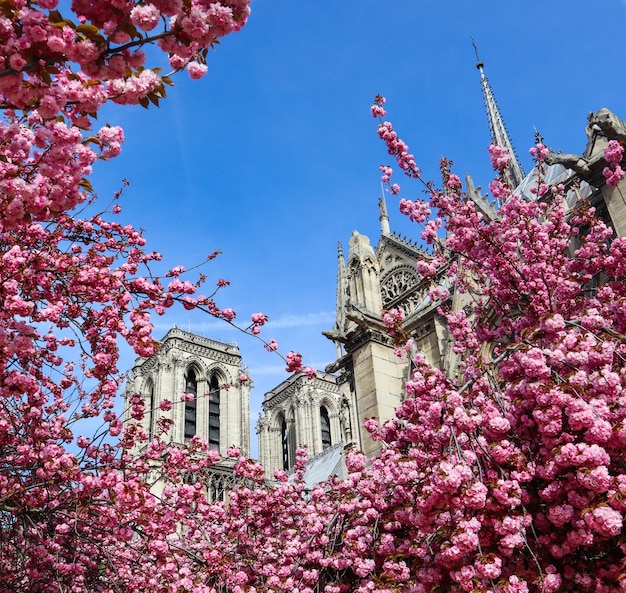 Cattedrale di Notre dame in primavera in fiore di ciliegio a parigi francia aprile prima dell'incendio