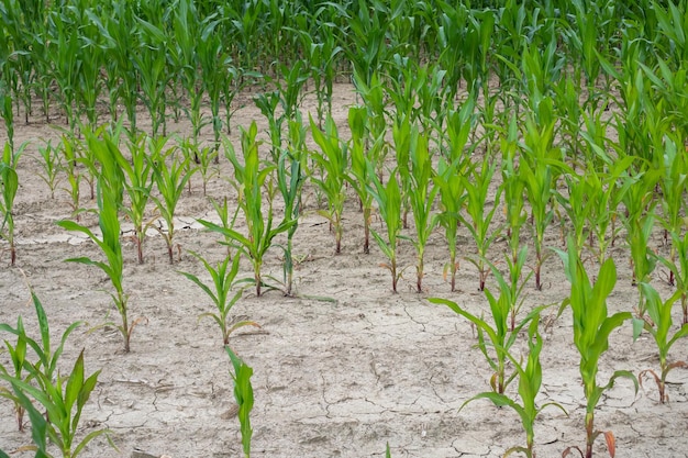 Cattivo raccolto di mais Campo di mais con terreno molto secco