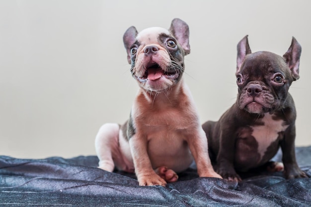 Cattolini di bulldog francese seduti su un tessuto
