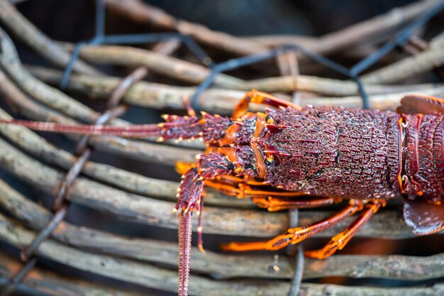 Cattura di aragoste vive in America Pesca di gamberi in Tasmania Australia pronta per il capodanno cinese