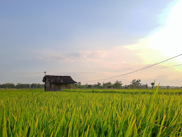 Cattura la serena bellezza delle risaie pomeridiane in questa foto accattivante. Una fuga tranquilla nell'abbraccio della natura