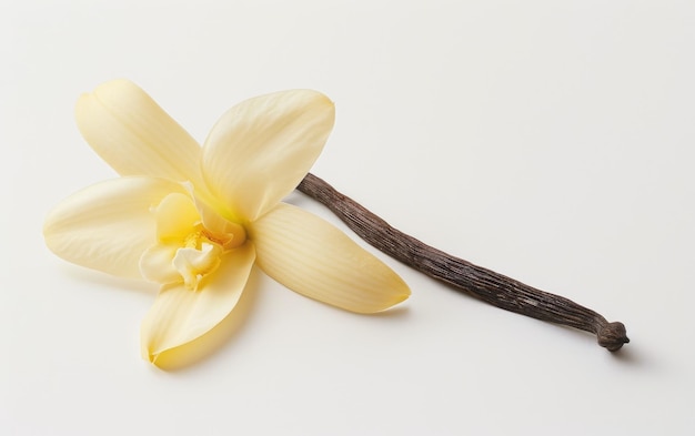Catturare l'essenza Un singolare fiore di vaniglia a fuoco isolato su uno sfondo trasparente