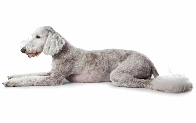 Catturato in un momento di riposo un Bedlington Terrier sdraiato il suo morbido mantello e l'espressione pacifica sullo sfondo bianco puro