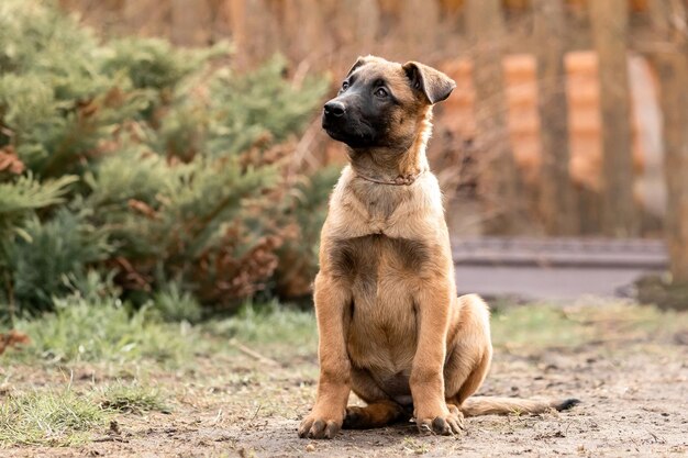 Catturino di pastore malinese belga Cattura di cane Canile di lavoro Piccoli cuccioli carini che giocano all'aperto