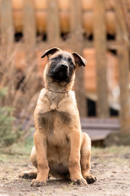 Catturino di pastore malinese belga Cattura di cane Canile di lavoro Piccoli cuccioli carini che giocano all'aperto