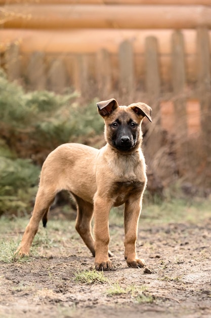 Catturino di pastore malinese belga Cattura di cane Canile di lavoro Piccoli cuccioli carini che giocano all'aperto