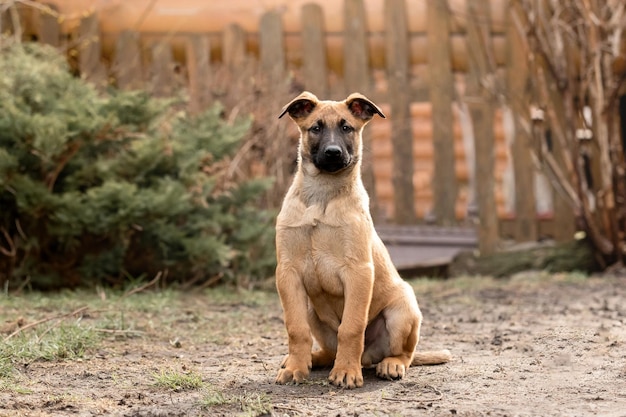 Catturino di pastore malinese belga Cattura di cane Canile di lavoro Piccoli cuccioli carini che giocano all'aperto