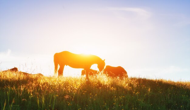 Cavalcando in montagna al tramonto